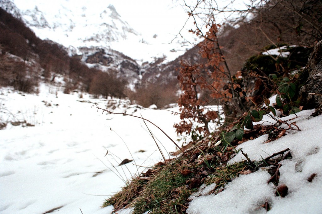 przebiśniegi w lutym, Pireneje