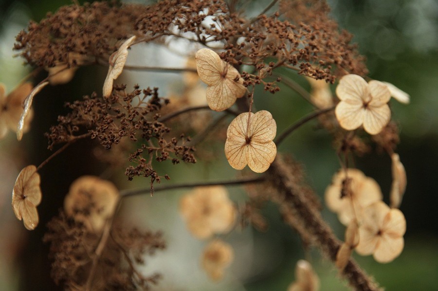 hortensja, Hydrangea Aspera