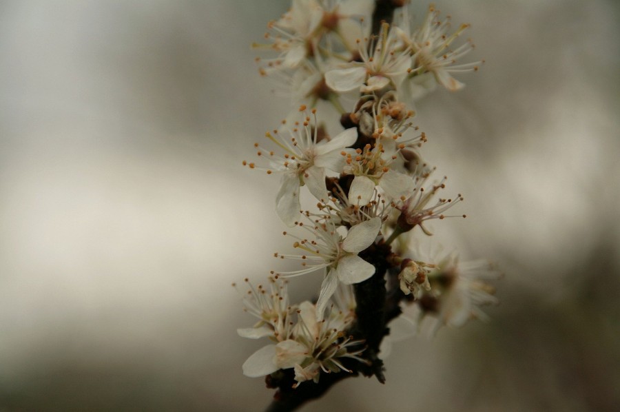 tarnina- prunus spinosa