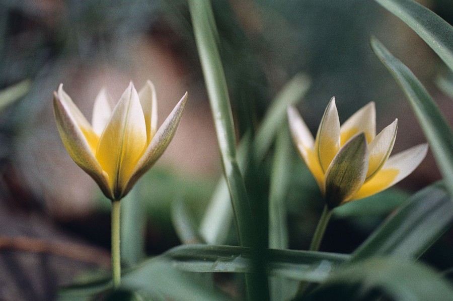 tulipan tarda