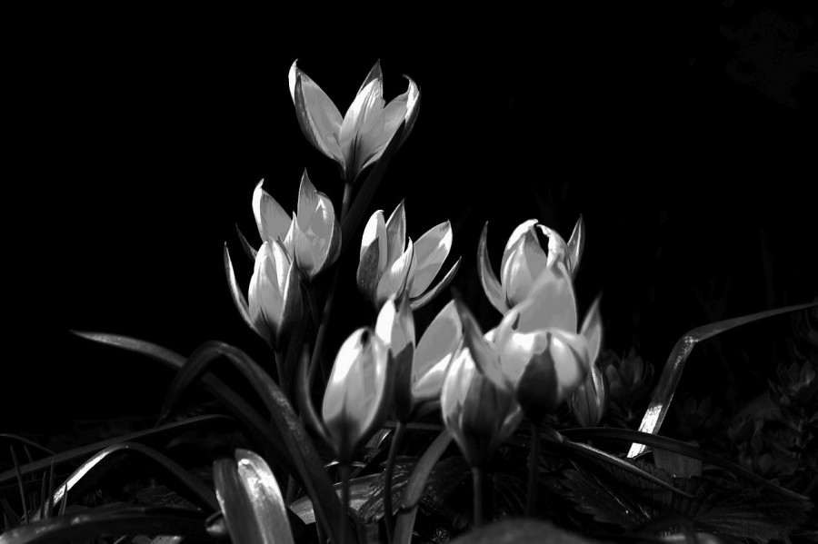 tulipany, lekkie prześwietlenie uratowała zmiana na czerń i biel