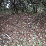 ziemia zaslana opadlymi owocami arbutus unedo ( czyli poziomkowca)