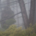 sosnowy las, Korsyka, styczeń