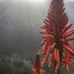 kwiaty aloesu w jakimś ogrodzie, Korsyka, styczeń