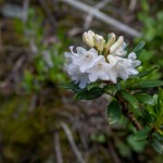 biały rododendron- rzadko takie widuję