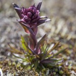 popularny w Norwegii kwiatek- na razie niezidentyfikowany