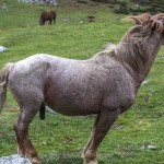 koń z Senda Arcediano