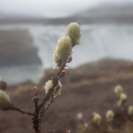 Islandia wiosną- wierzbowe bazie