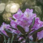 rododendron Smirnowa