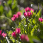 tulipany little beauty