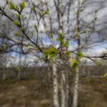 Laponia, czerwiec