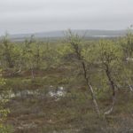 Pöyrisjärven erämaa cz4-Stallojärvi